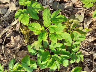 Aegopodium podagraria