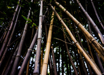 View under the group of bamboo trees