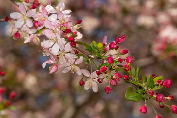 Pink tree blossoms vibrant in spring time