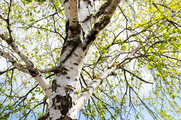 Birch leaves in the day sky