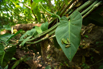 green frog on tree branch in the forest