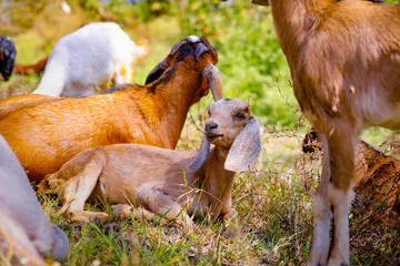 young indian goat at field