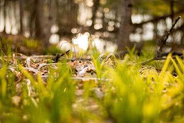 spring is coming