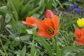 tulpen