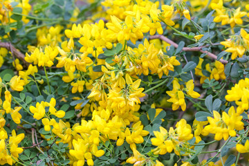 Beautiful garden, flowers and trees from Spain