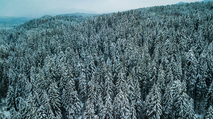 Winter Snow coniferous forest Carpathians Ukraine aerial photography.