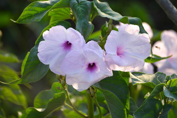 Pink morning glory or Ipomoea carnea flowers in the garden
