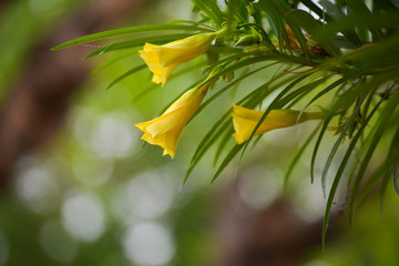 Obraz premium Thevetia peruviana or yellow oleander in the garden
