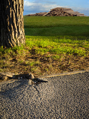 Root from a tree is breaking the asphalt
