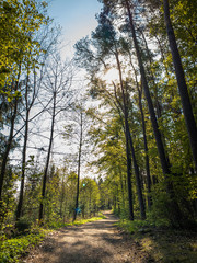 Fototapeta premium Path through an Bavarian forest landscape with sun light impressions