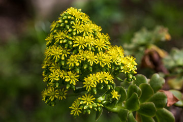 Beautiful garden, flowers and trees from Spain