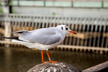 Portrait einer einsamen Möwe auf einer Brüstung