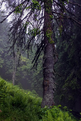 Spruce (Picea abies) forest in foggy rainy weather. Coniferous forest in Carpathian mountains.Pillar of a tree with a beautiful bark