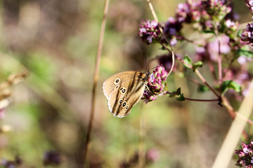 Ein Bläuling, Zitronenfalter, Schmetterling auf einer Pflanze einer Wiese