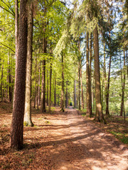 Path through an Bavarian forest landscape with sun light impressions