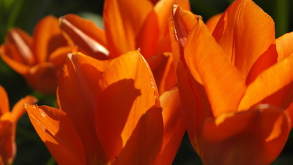 tulpen
