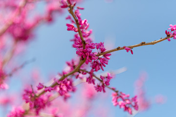 Pink tree blossoms vibrant in spring time