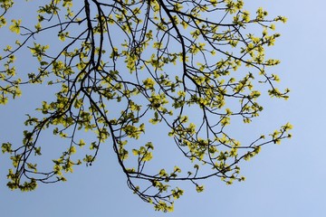 giovani foglie di quercia crescono in una giornata soleggiata