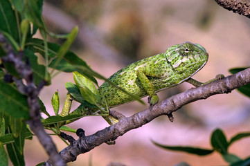 Mediterranean chameleon (Chamaeleo chamaeleon) climbing in an almond tree - Murcia, Spain / Europäisches Chamäleon  klettert in einem Mandelbaum - Murcia, Spanien © bennytrapp