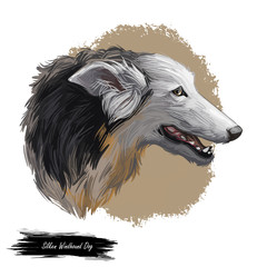 Silken windhound dog isolated digital art illustration. Hand drawn dog muzzle portrait, puppy cute pet. Dog breeds from United States. Silken Windhound American breed of sighthound, noted coursers.