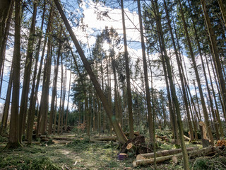 Path through an Bavarian forest landscape with sun light impressions