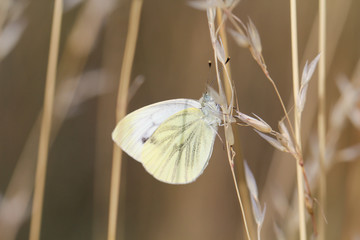 Ein Bläuling, Zitronenfalter, Schmetterling auf einer Pflanze einer Wiese