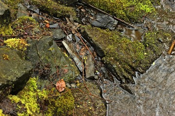 Feuersalamander (Salamandra salamandra) am felsigen Bachufer.