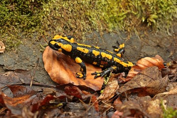 Feuersalamander (Salamandra salamandra) im Nationalpark Kellerwald.