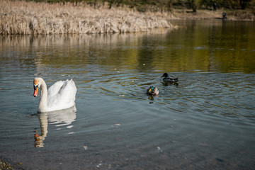 A couple of elegant white swans are swimming in a lake near the doves and ducks in early spring