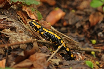 Feuersalamander (Salamandra salamandra) im Nationalpark Kellerwald.