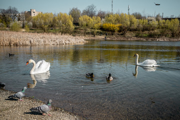 An elegant couple of white swans swimming on a lake near the reeds and doves and a couple of ducks on a clean  water early in the spring