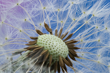 dandelion seeds close up blowing in blue background, close up