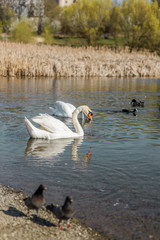 A couple of elegant white swans are swimming in a lake near the doves and ducks in early spring