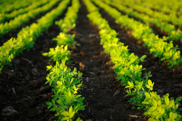 Fototapeta na wymiar indian ground nuts field, Agricultural background