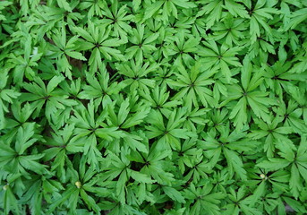 Expressive, patterned, green leaves of herbaceous plants growing densely and creating a beautiful textural, bright, unusual background.