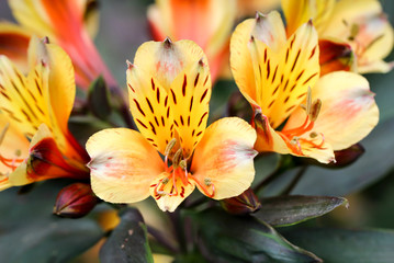 Fototapeta na wymiar Ein schöne orchideenartige Blüte mit einer schönen Gelb Roten Farbgebung.