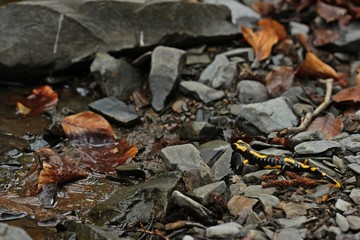 Feuersalamander (Salamandra salamandra) am felsigen Bachufer.