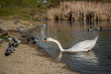 A couple of elegant white swans are swimming in a lake near the doves and ducks in early spring