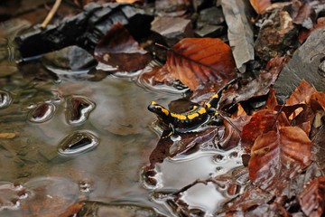 Im Bach sitzender Feuersalamander (Salamandra salamandra) mit Spiegelbild.
