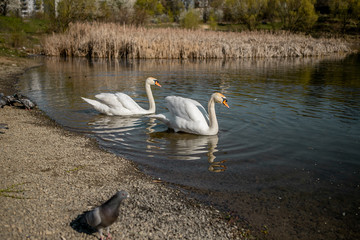 An elegant couple of white swans swimming on a lake near the reeds and doves and a couple of ducks...
