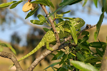 Mediterranean chameleon (Chamaeleo chamaeleon) climbing in an almond tree - Murcia, Spain / Europäisches Chamäleon  klettert in einem Mandelbaum - Murcia, Spanien © bennytrapp
