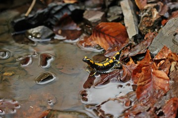 Naklejka premium Im Bach sitzender Feuersalamander (Salamandra salamandra) mit Spiegelbild.