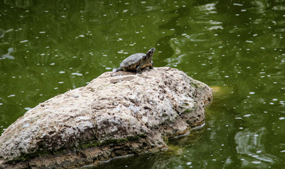 Eine Wasserschildkröte sitzt auf einem Felsen mitten im Wasser.