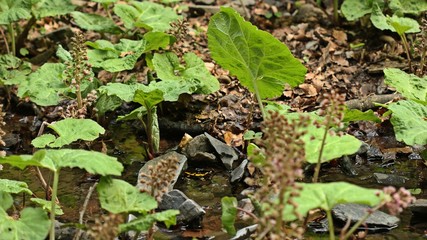 Obraz premium Im Bach zwischen Pestwurz sitzender Feuersalamander (Salamandra salamandra).