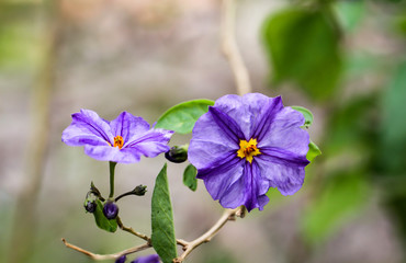 Prunkwinden, Windengew&auml;chse, Ipomoea, Ansicht einer Lila Trichter Winde