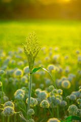 indian ground nuts field, Agricultural background