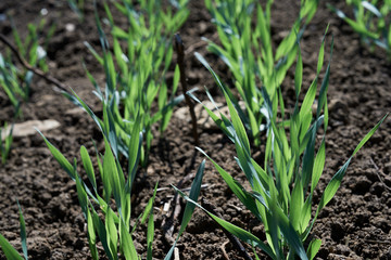 Field crops in spring time close up.