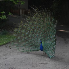 Obraz premium Paon fait la roue