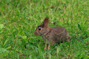 Naklejka na ściany i meble A baby eastern cottontail rabbit sitting in the green grass. 