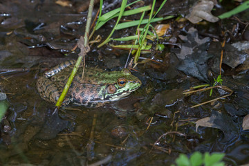 Green frog sitting in shallow water. 